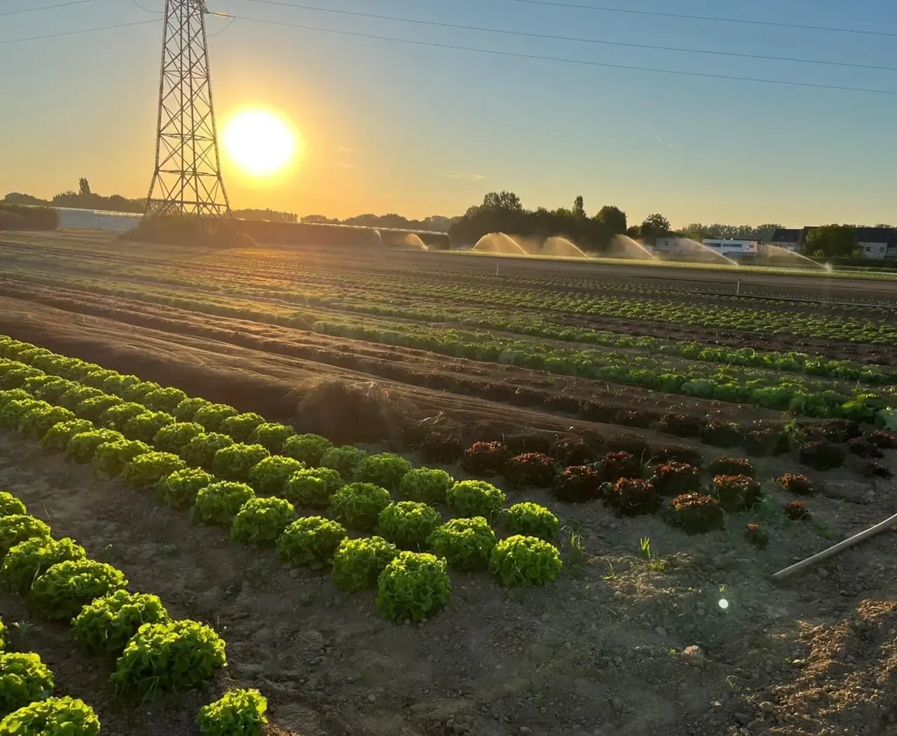 Veld en serres van Bio Garant